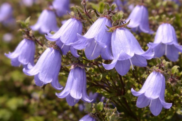 5 редких колокольчиков для естественных уголков в саду  📷
