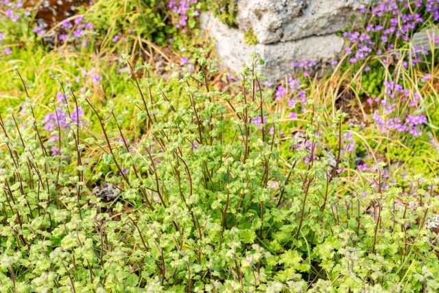 Большинство видов симфиандры живут 2–3 года: наращивают розетку, цветут и отдают силы семенам, обеспечивая продолжение.  📷
