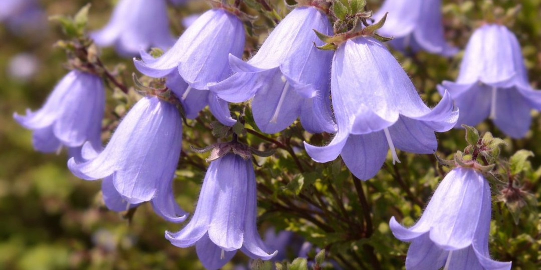 5 редких колокольчиков для естественных уголков в саду