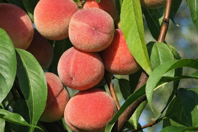 Киевский ранний — надёжный старт сезона: уже в конце июня дерево даёт сочные плоды с классическим сладко-кислым вкусом. Мякоть плотная, косточка отделяется хорошо, сорт подходит и для свежего стола, и для консервации.  📷
