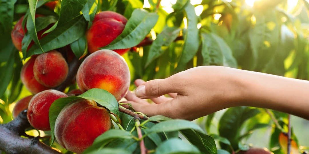 Какие персики действительно стоит посадить? 10 проверенных сортов