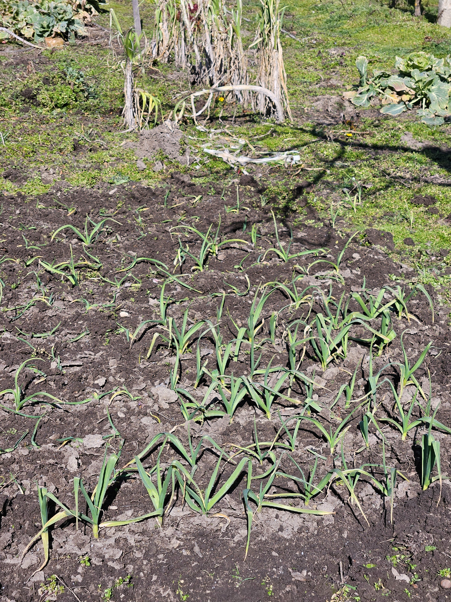 Чеснок привела в порядок