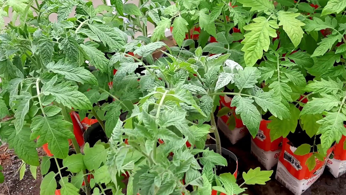 Рассада перед посадкой в грунт.