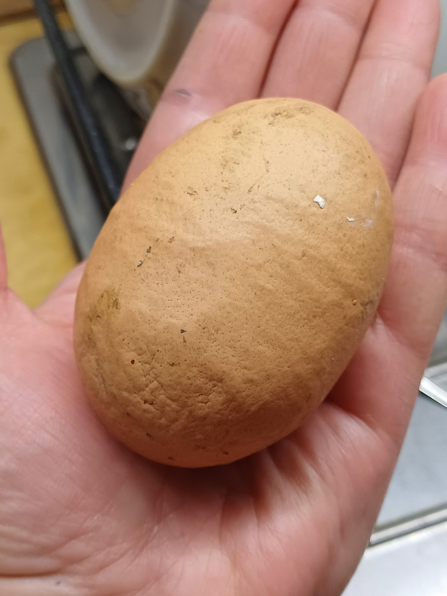 Яйцо курочка снесла огромное! В прошлом году уже было такое и в нём оказалось три желтка. Фото автора.