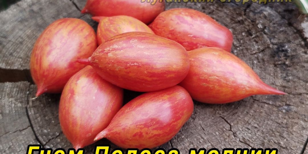 Томат гном Полоса молнии