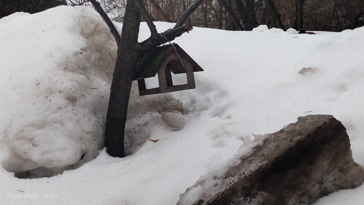 2. Интересный сюжет. Дерево с кормушкой. Сугробы огромные 