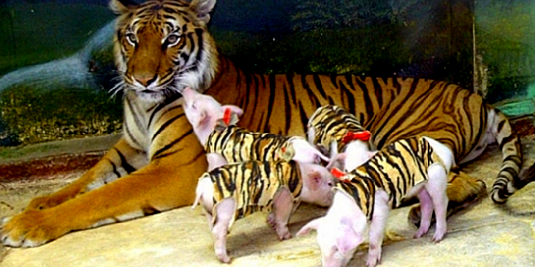 Собака прибилась к семье медведей и стала жить с ними в тайге: как дружат животные, 5 добрых историй