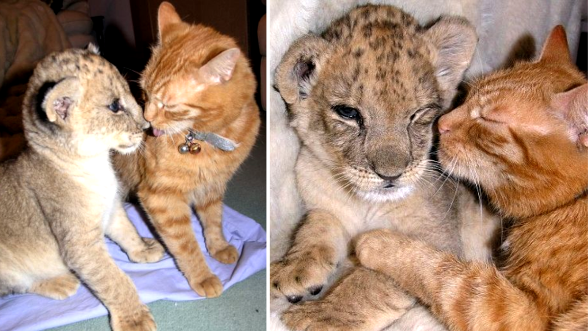 Родители Зары не справлялись с обязанностями и малышке грозила гибель от истощения. Доращивать львёнка взялся директор зоопарка... и его домашний кот Арни