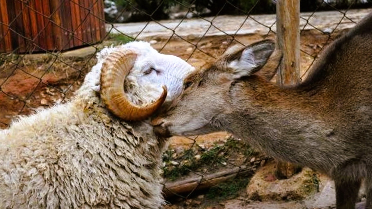 В китайском зоопарке Баран по кличке Чанмао (Длинноволосый) подружился с самкой оленя по кличке Чуньцзы. Эта любовь так растрогала посетителей, что они ---->>