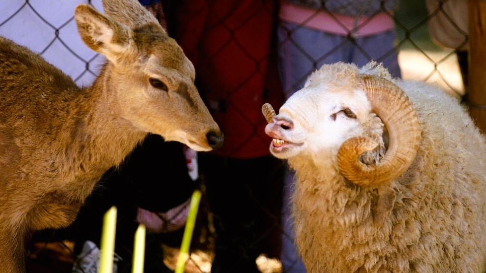 ...убедили руководство зоопарка не рассаживать животных.