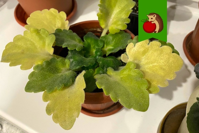 Желтеют фиалки: что обязательно меняем в уходе, чтобы спасти растения