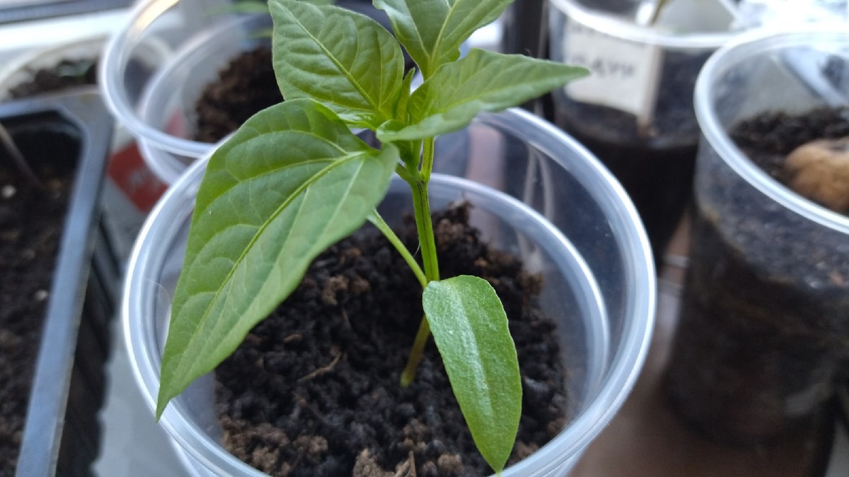 Рассада перца