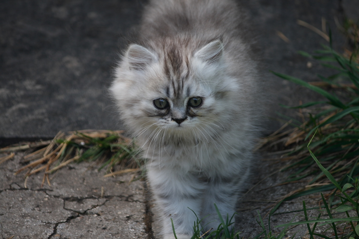 Молодой Кеша