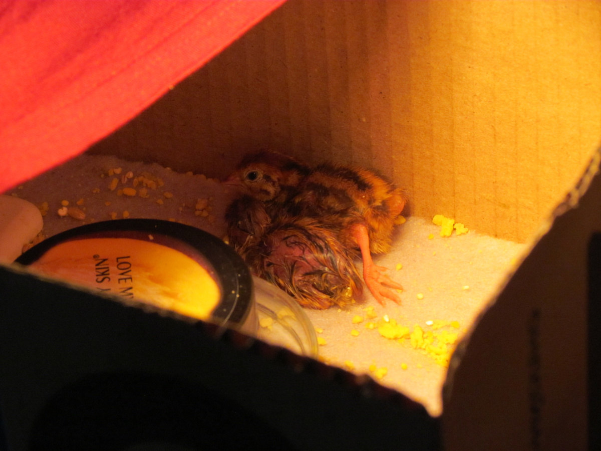 Перепелята недавно родились