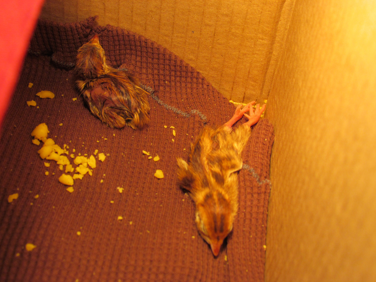 Перепелёнок не умер - он просто спит