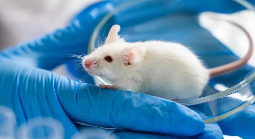 Автор: Evgenyi_Eg Источник: www.livescience.com