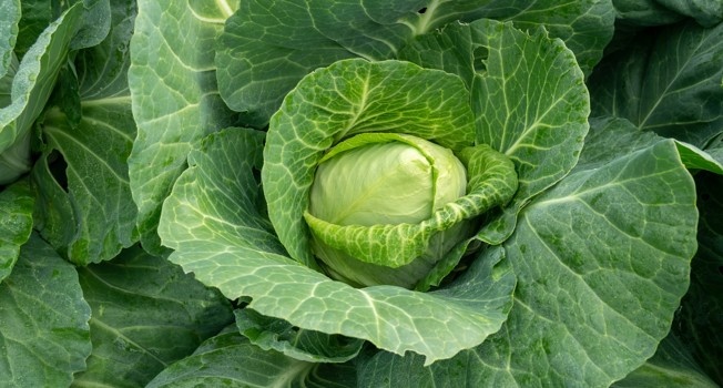 Капуста захватывает кухни: главный фуд-фурор года
