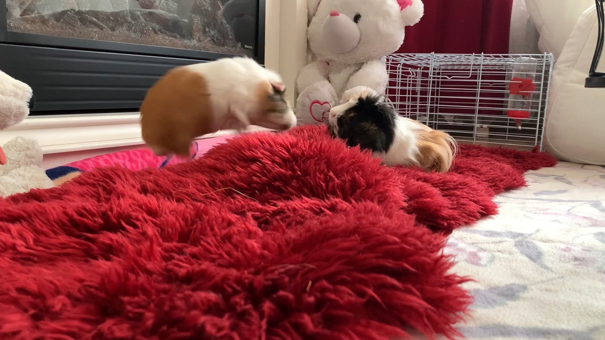 Это тоже Батон в полёте