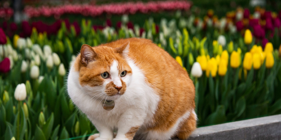 Место, где рождается красота: кот Мостик на клумбах знакомится с «северянами»