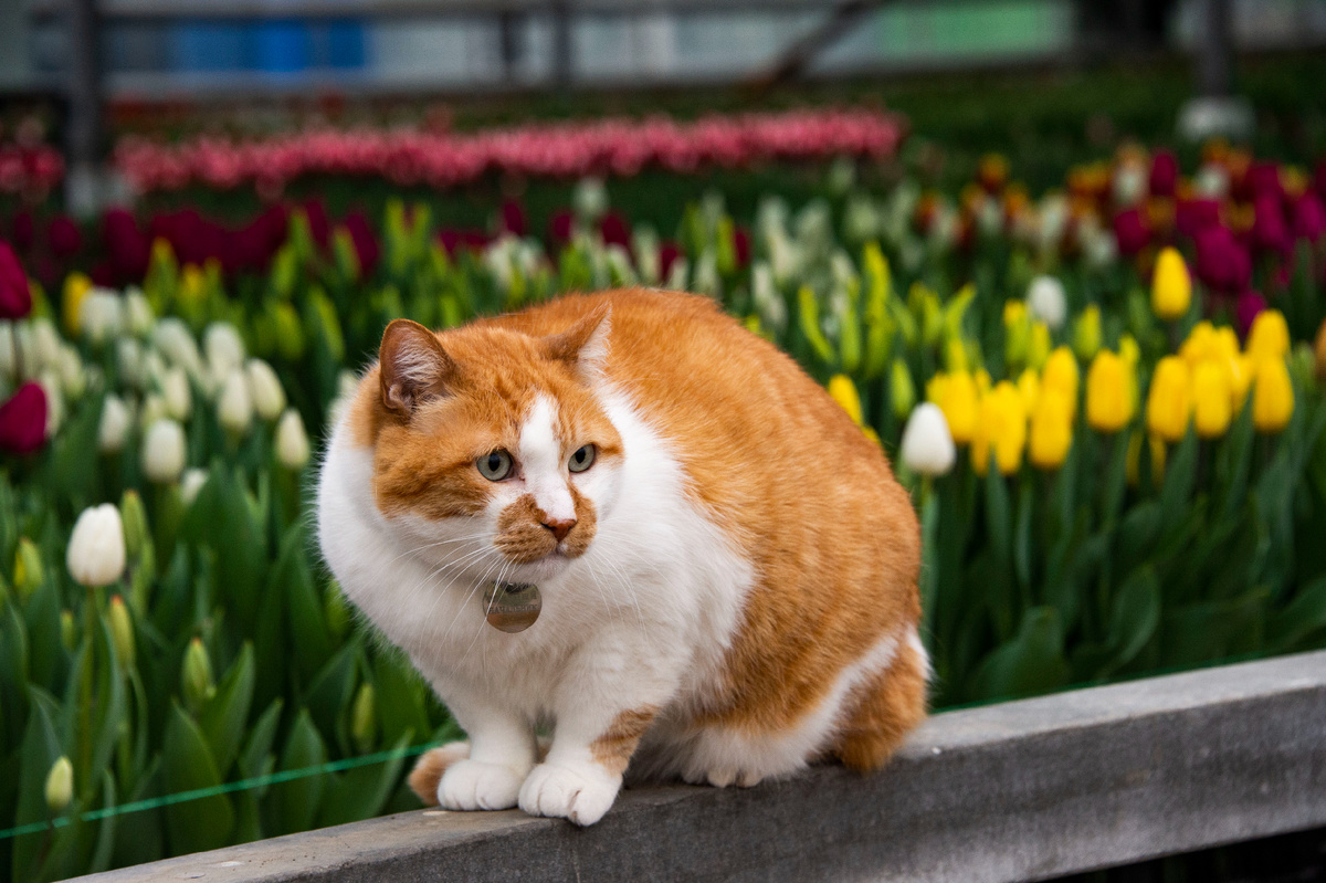 Миллионы, миллионы, миллионы..... тюльпанов!