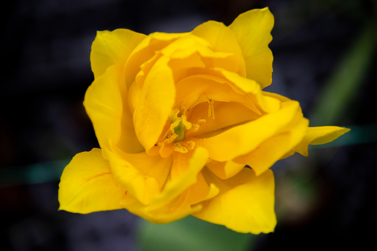 Этот цветок похож на солнышко