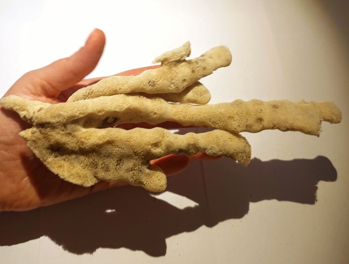 губка из моей колелкции 