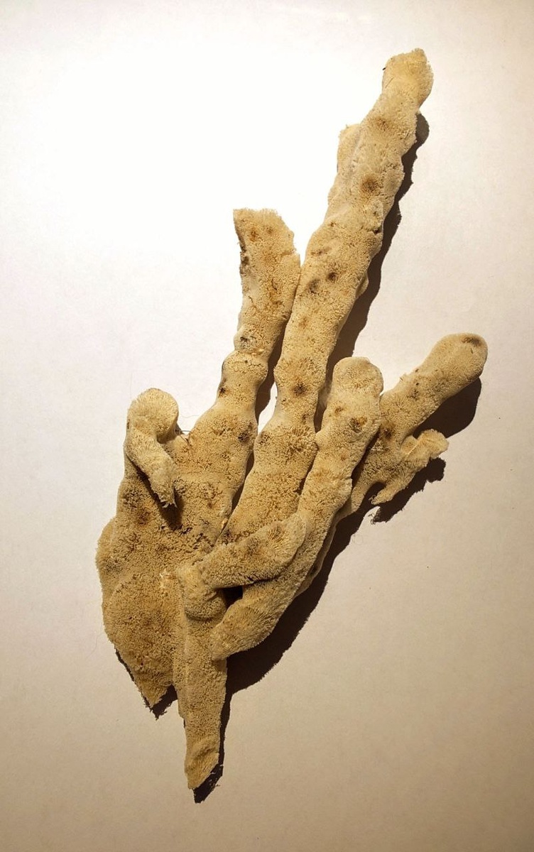 губка с пятнами