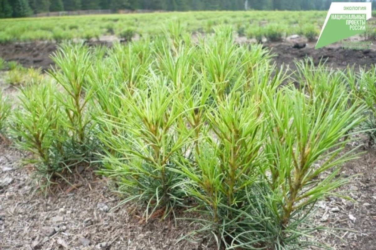    В Макс-Ашманн-парке вырубят самосев на 1700 кв. метров
