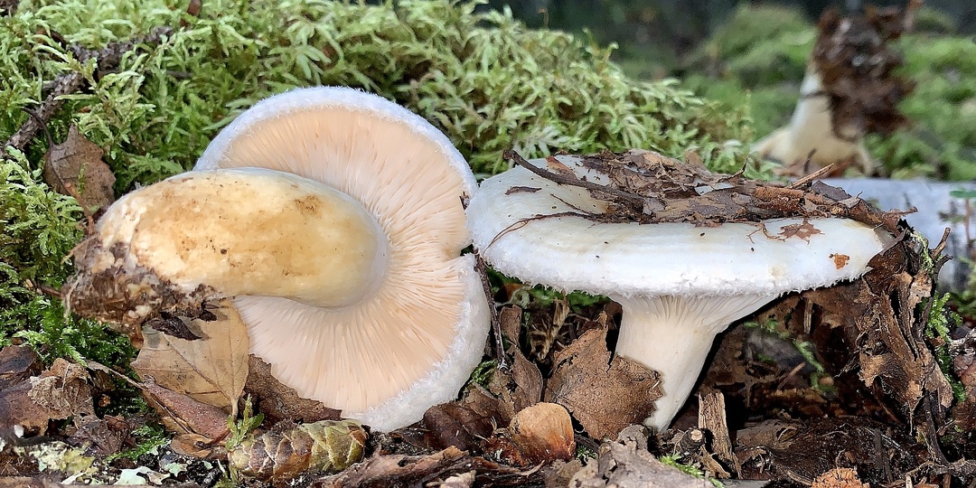 Груздь белый (Lactarius resimus)