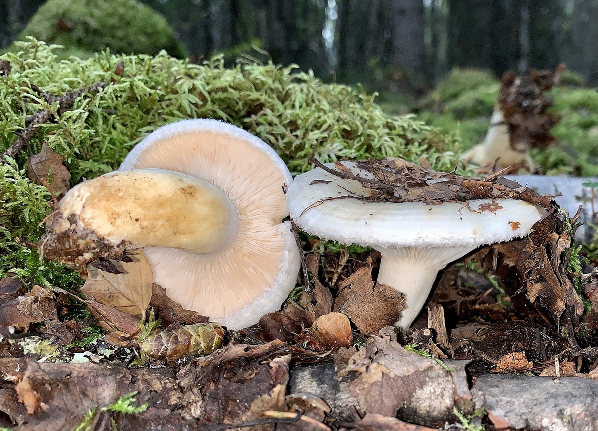 Груздь белый (Lactarius resimus)