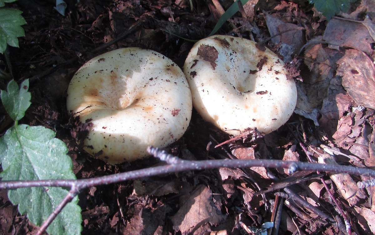 Груздь белый (Lactarius resimus) Фото Владимир Теплоухов