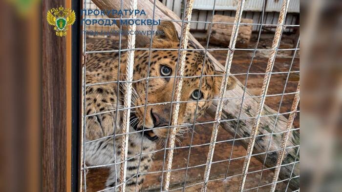 Обложка © Telegram / Прокуратура Москвы