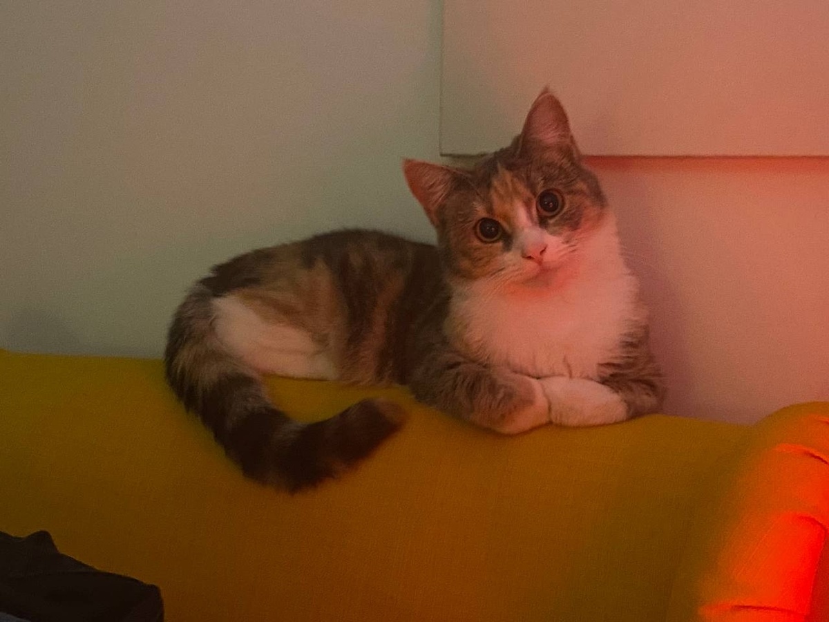 Мяу приветик! Я Эми и у меня всё хорошо) 🐈