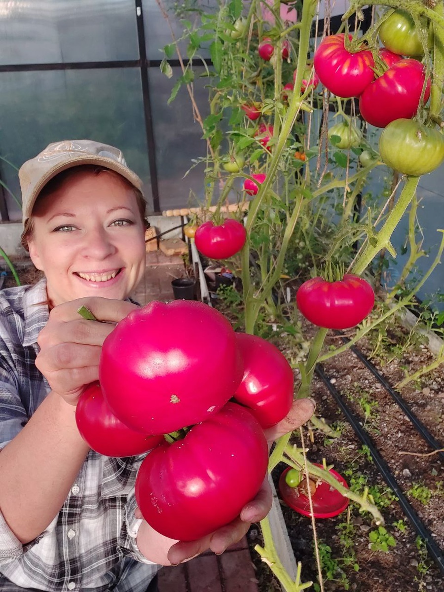 Бакинские 622