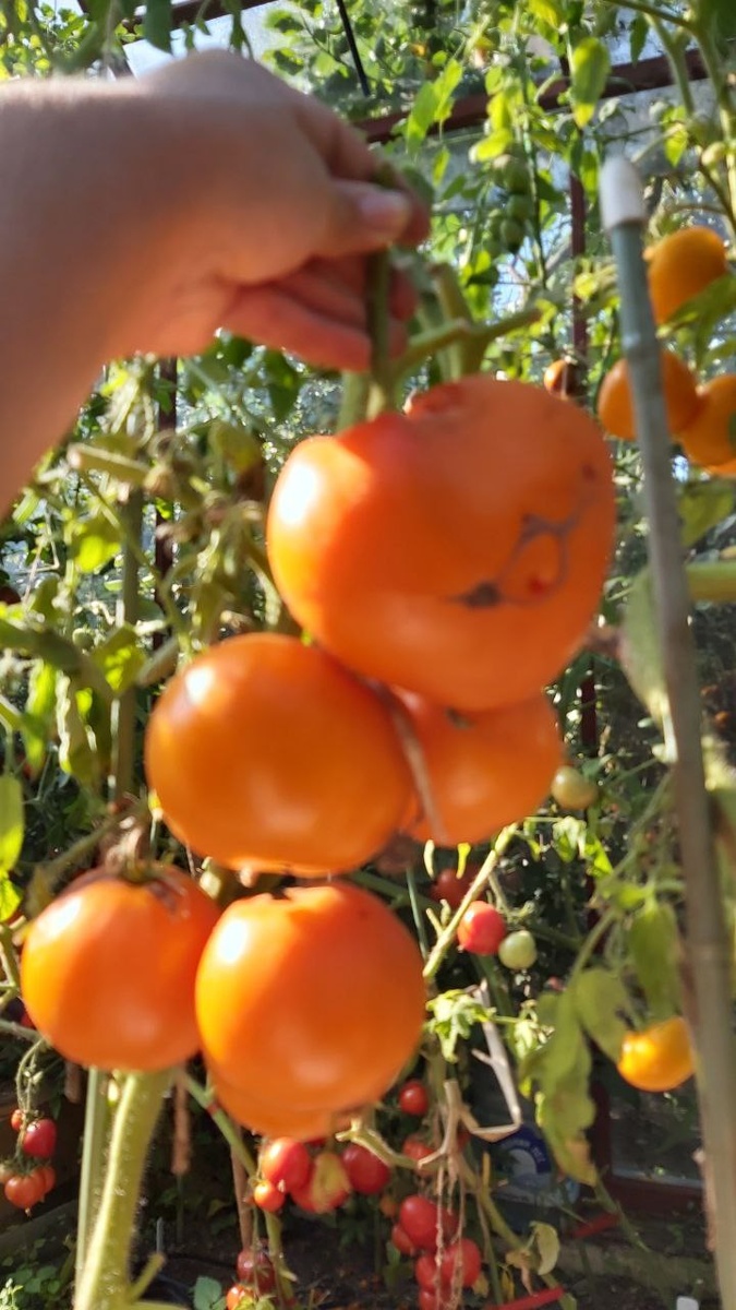 Медовый гигант 