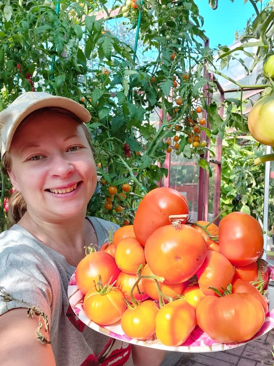 Медовый гигант