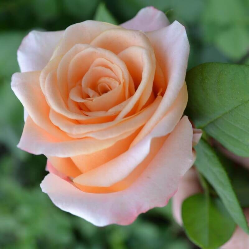 Ч/г роза Фадо. Фото из инета.