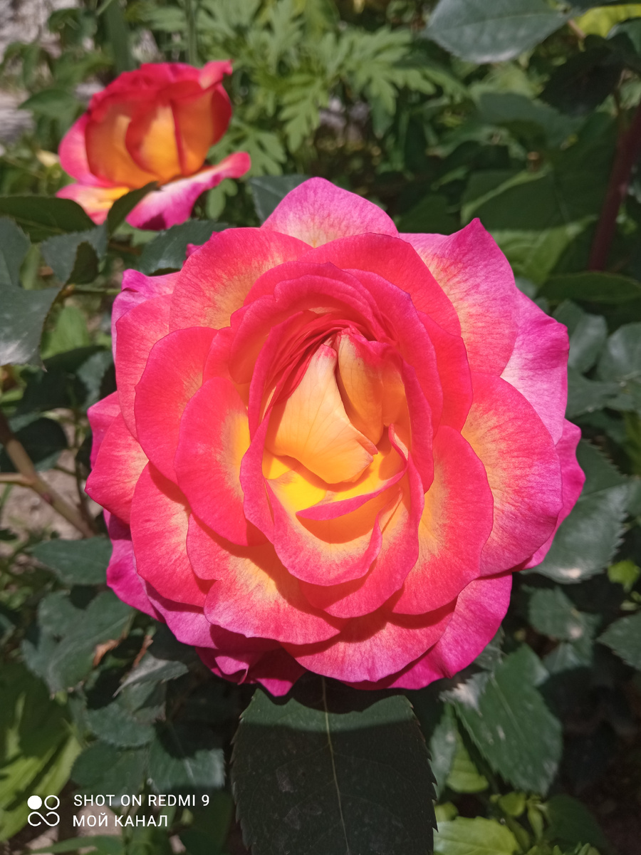 Ч\г роза Дя Рози де ля Мемуар. Фото автора.