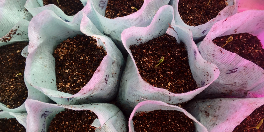 Сладкие перчики