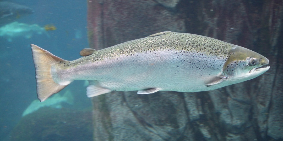 Лосось: рыба-герой, которая бросила вызов всему миру