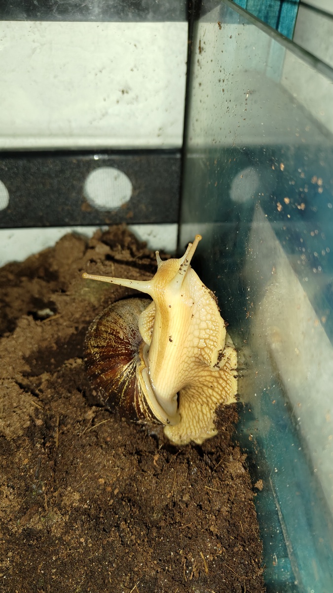 Возмутитель спокойствия собственной персоной, фото моё