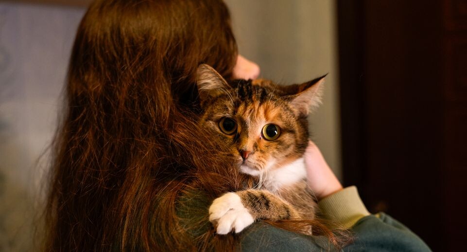    Многодетной семье Назыровых из Красногорска вручен орден "Родительская доблесть" / Медиасток.рф