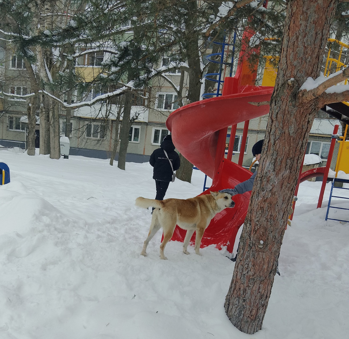 Это просто фото с собакой. Собачка эта добрая и очень умная. И бездомная. Но не бездворовая. Она в этом дворе живёт. И её здесь любят. И двор у них чистый, кстати. Потому, что собачники ходят на прогулку за дом, на аллейку. Вот там жесть, лучше сейчас не ходить