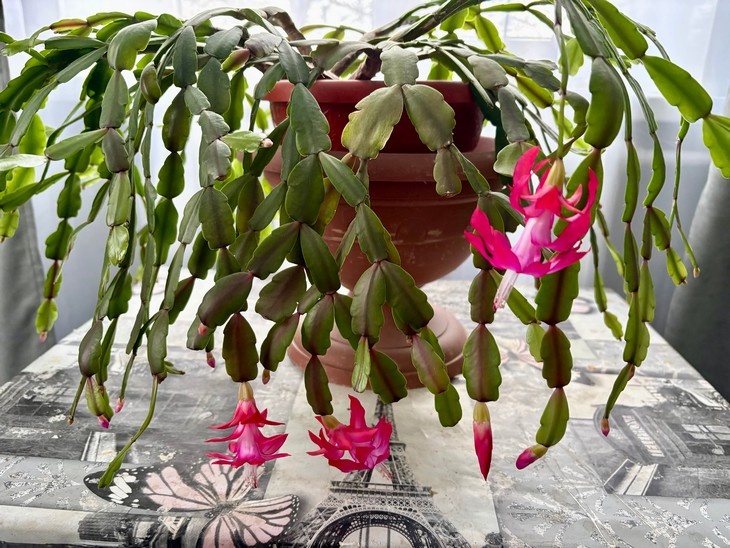    декабрист Алексеева Наталья