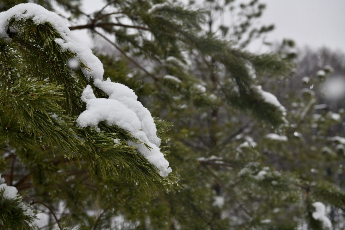    Фото: "Республика"/ Лилия Кончакова