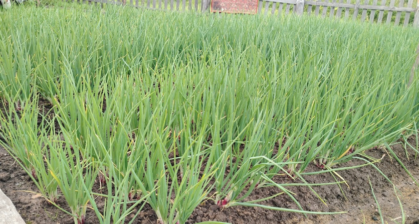    фото из архива редакции