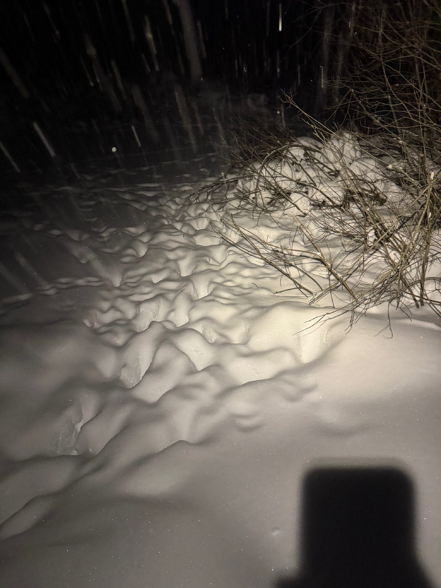 Следы лосей на пруду