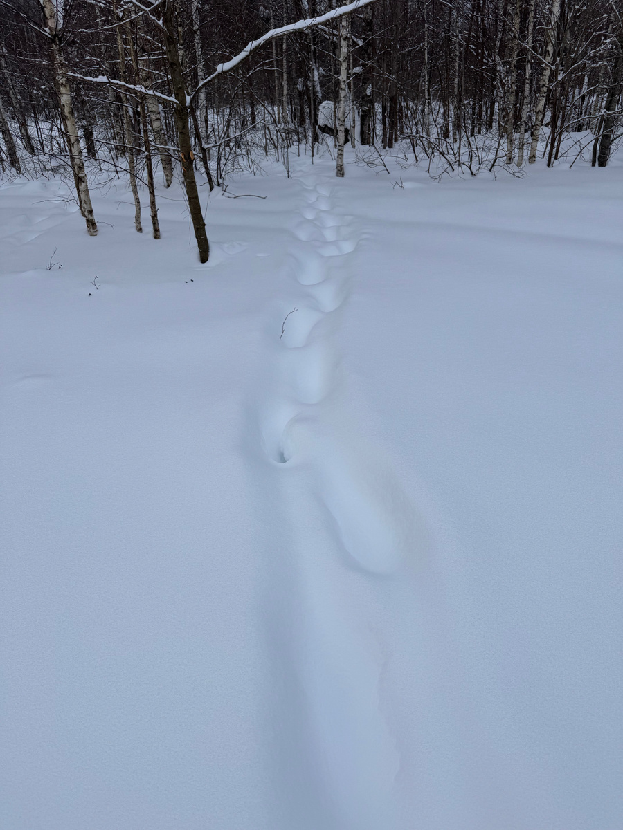Следы лосей напротив избы, в метрах 20