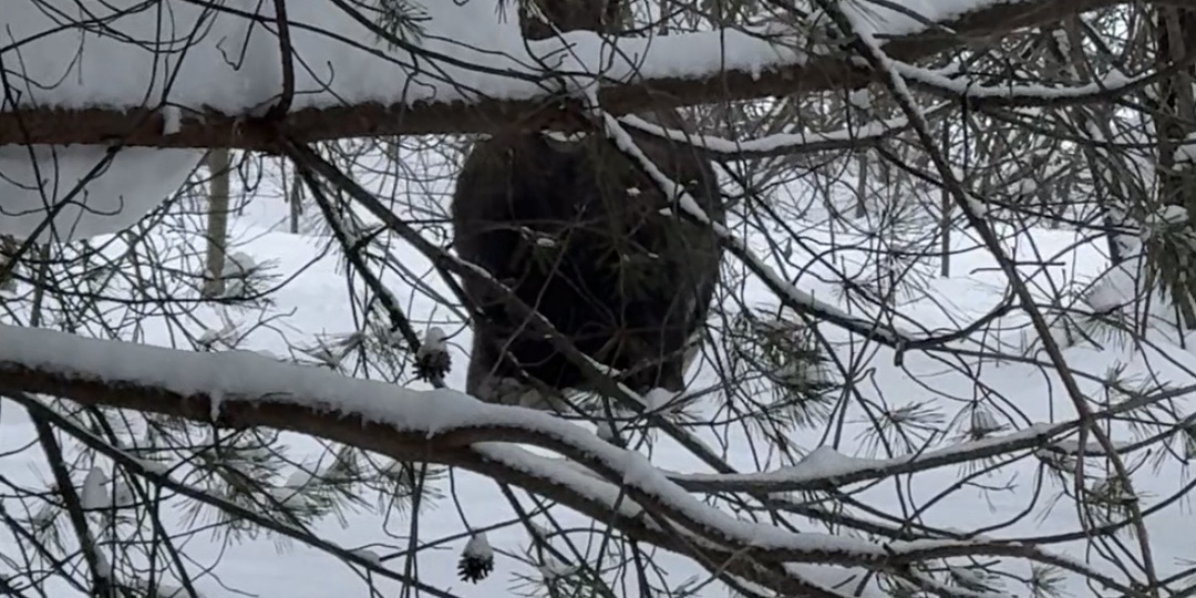 Следы вокруг избы: кто приходил ночью