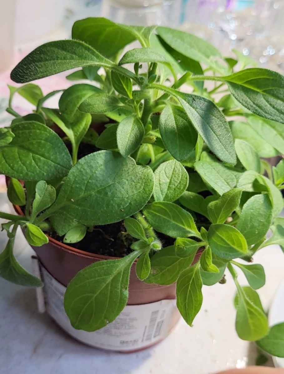 Фото 2. Сняла черенки и параллельно сформировала куст. Куст стал аккуратнее и пышнее